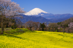 富士山 大井町篠窪の桜 2014年3月31日-20MB-9353cs