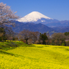 富士山 大井町篠窪の桜 2014年3月31日-20MB-9353cs