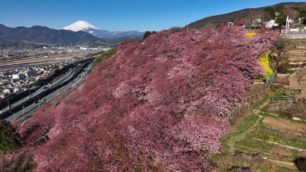 Mt. Fuji 松田町・河津桜 2024年2月14日 MAVIC3_0845n