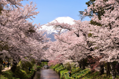 Mt. Fuji 忍野八海・新名庄川の桜2024年4月19日 D850_1931