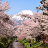 Mt. Fuji 忍野八海・新名庄川の桜2024年4月19日 D850_1931
