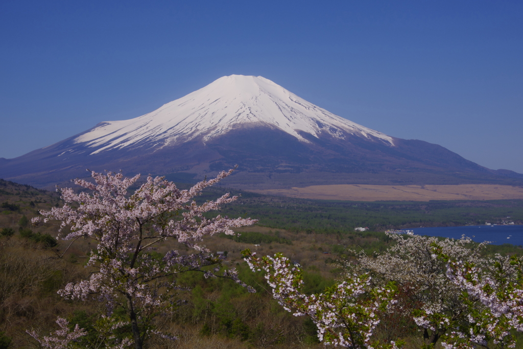 富士山_山中湖パノラマ台の桜 PENTAX-K5-JPG5178-