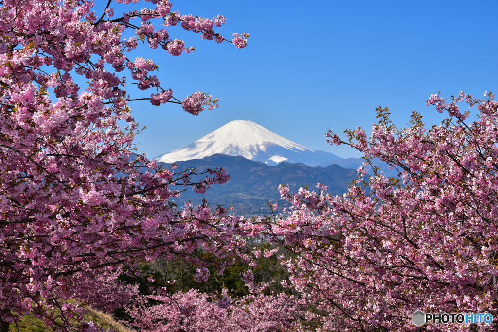 富士山　大井町・ゆめの里の河津桜　ニコン D750　JPG8MB_2803-