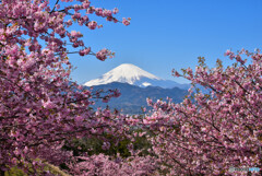 富士山　大井町・ゆめの里の河津桜　ニコン D750　JPG8MB_2803-