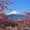 富士山　大井町・ゆめの里の河津桜　ニコン D750　JPG8MB_2803-