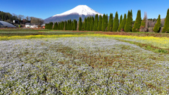 Mt. Fuji 山中湖 花の都公園 ネモフィラ 2025年4月30日_0065