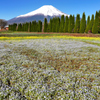 Mt. Fuji 山中湖 花の都公園 ネモフィラ 2025年4月30日_0065