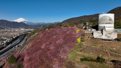 Mt. Fuji 神奈川県松田町・河津桜 2024年2月13日DJI_0673n