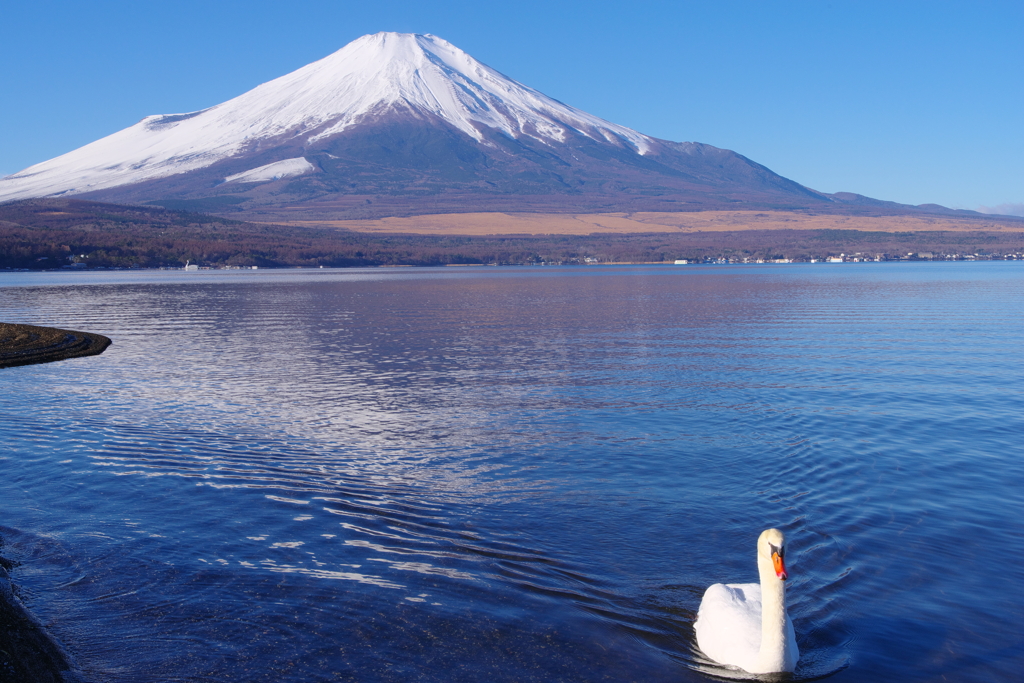 Mt. Fuji 山中湖の白鳥 2024年1月５日PENTAX-K1mⅡ3705