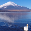 Mt. Fuji 山中湖の白鳥 2024年1月５日PENTAX-K1mⅡ3705