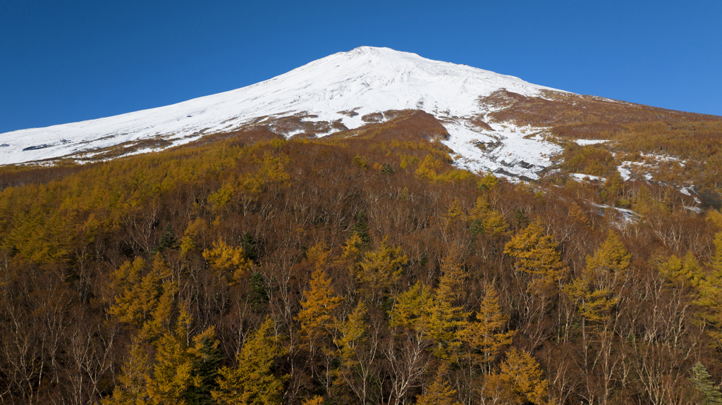 須走富士 唐松黄葉 DJI_MAVIC3-19MB-960_Mac