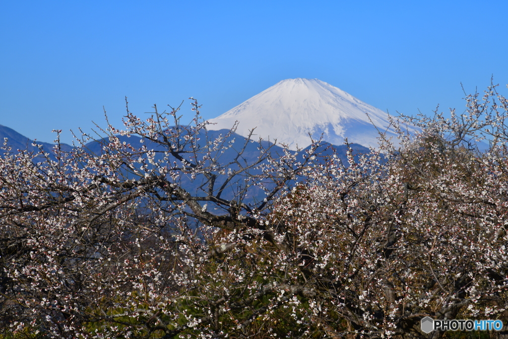 富士山 大井町の梅林 ニコンD850 JPG29MB_0234