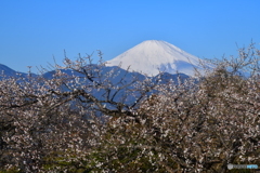 富士山 大井町の梅林 ニコンD850 JPG29MB_0234