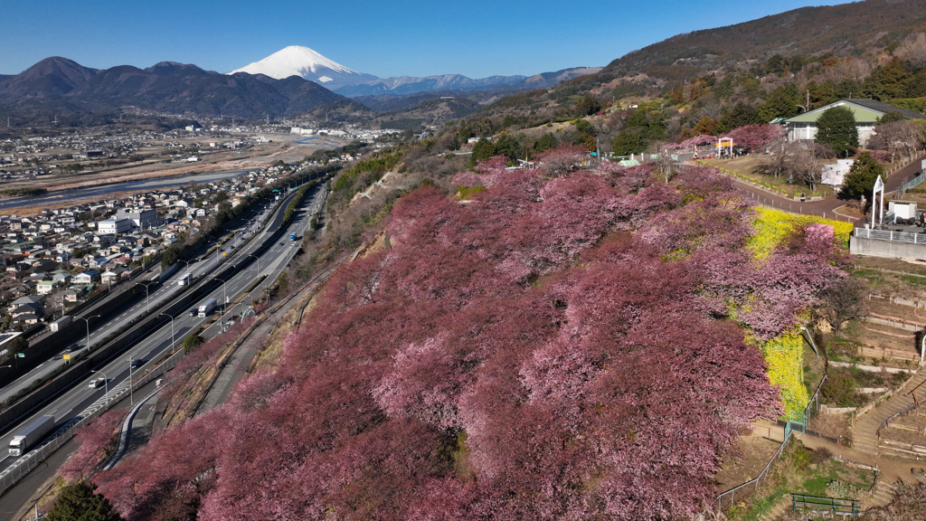 Mt. Fuji 神奈川県松田町・河津桜 2024年2月13日DJI_0741n