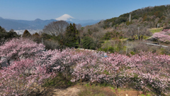 Mt. Fuji 大井町篠窪『春めき桜』2024年3月16日MAVIC3_706