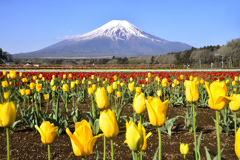 Mt. Fuji 花の都公園・チューリップ2024年4月28日D850_2114