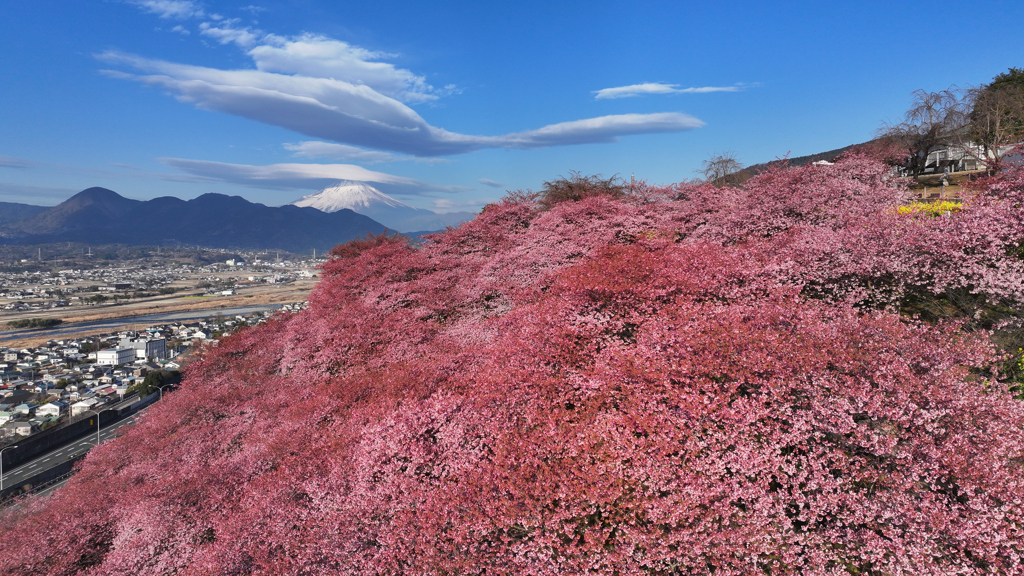 Mt.Fuji 河津桜・神奈川県松田町2025年2月28日 MAVIC3_003