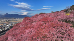 Mt.Fuji 河津桜・神奈川県松田町2025年2月28日 MAVIC3_003