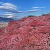 Mt.Fuji 河津桜・神奈川県松田町2025年2月28日 MAVIC3_003