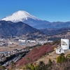 Mt.Fuji 河津桜・神奈川県松田町_2025年2月19日MAVIC3_004