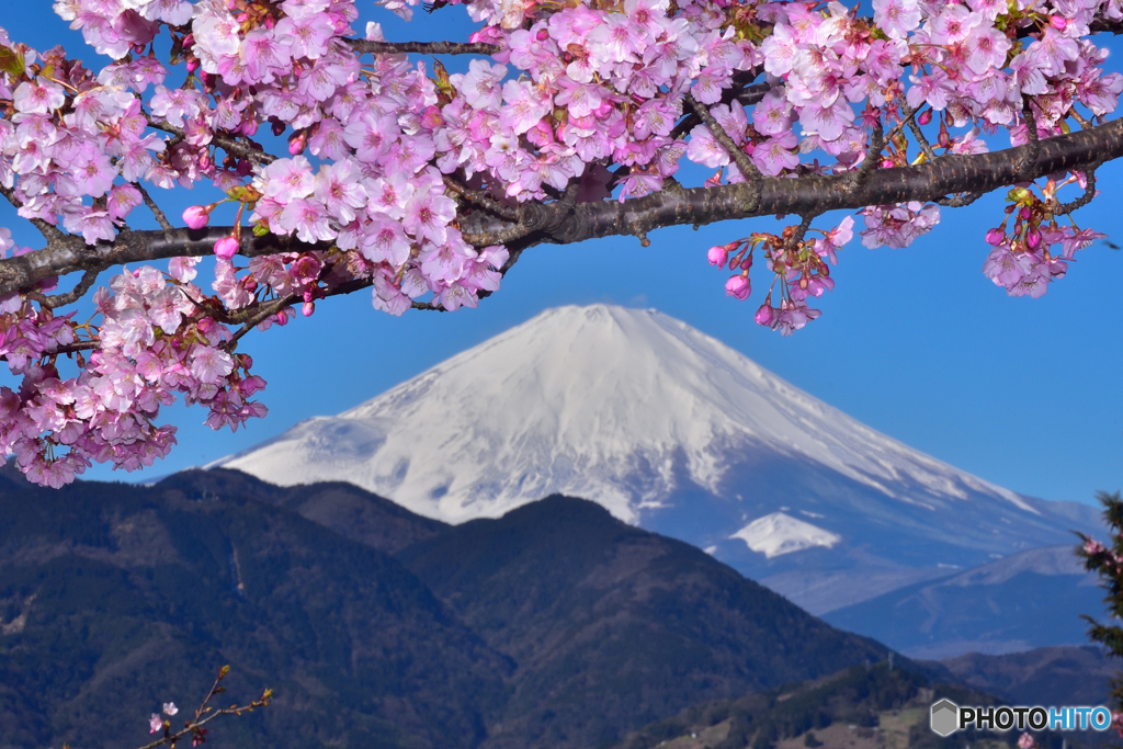 富士山 松田町・河津桜 2017年2月12日 Nikon D750 11MB_4