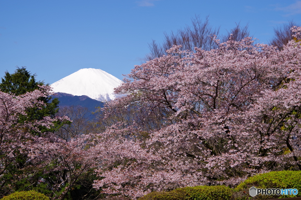 富士山　大井町の桜　2022年4月5日 PENTAX K-1 Ⅱ-2220