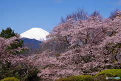 富士山　大井町の桜　2022年4月5日 PENTAX K-1 Ⅱ-2220