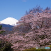 富士山　大井町の桜　2022年4月5日 PENTAX K-1 Ⅱ-2220