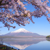 Mt. Fuji 山中湖 きららの桜 2025年4月27日 K1mⅡ4356_n