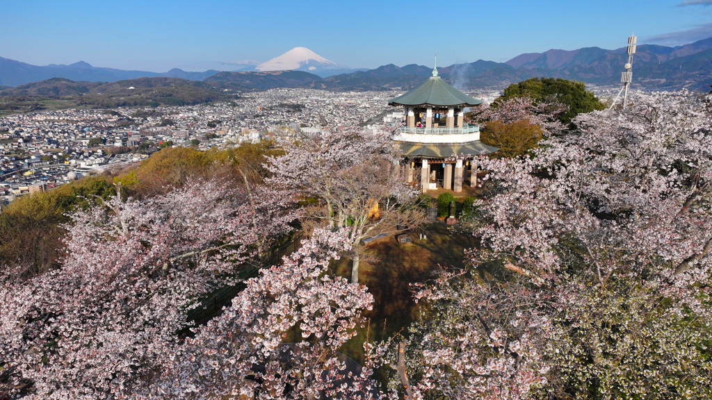 Mt. Fuji 秦野市・弘法山公園・桜 2025年4月5日DJI_MAVIC3