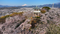 Mt. Fuji 秦野市・弘法山公園・桜 2025年4月5日DJI_MAVIC3