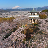 Mt. Fuji 秦野市・弘法山公園・桜 2025年4月5日DJI_MAVIC3