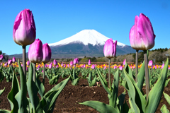Mt. Fuji 花の都公園 チューリップ 2025年5月3日_Z6Ⅱ_2865
