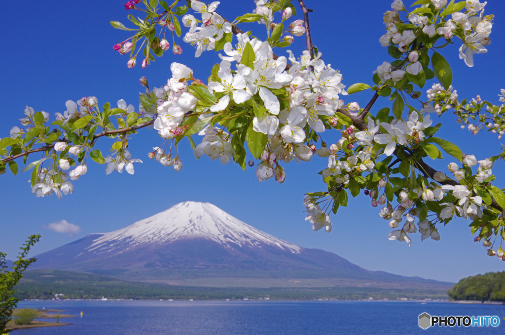 富士山 山中湖・きらら PENTAX-K5 JPG15MB 2014年5月18日