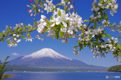 富士山 山中湖・きらら PENTAX-K5 JPG15MB 2014年5月18日