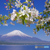 富士山 山中湖・きらら PENTAX-K5 JPG15MB 2014年5月18日