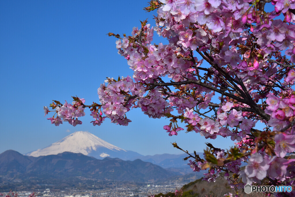 富士山 大井町の河津桜 2022年3月6日ニコンD750_6MB_8855-