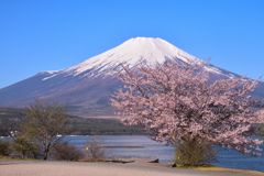 山中湖・キララの桜 2023年4月19日 ニコン D850_0383