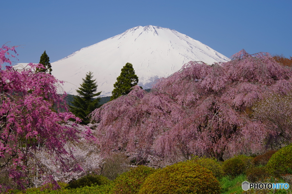 富士山　枝垂桜- 2022年4月12日PNTAX-K1-mⅡ-JPG2565