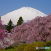 富士山　枝垂桜- 2022年4月12日PNTAX-K1-mⅡ-JPG2565
