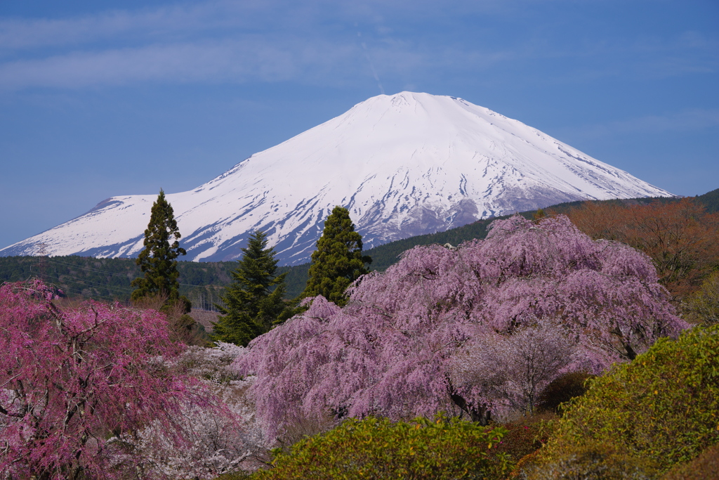 小山町の枝垂桜-2023年4月4日PENTAX K1-mⅡ-JPG3143-