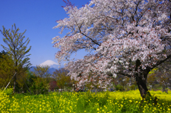 富士山 大井町篠窪の山桜-2014年4月８日-25MB-9942cs-