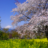 富士山 大井町篠窪の山桜-2014年4月８日-25MB-9942cs-