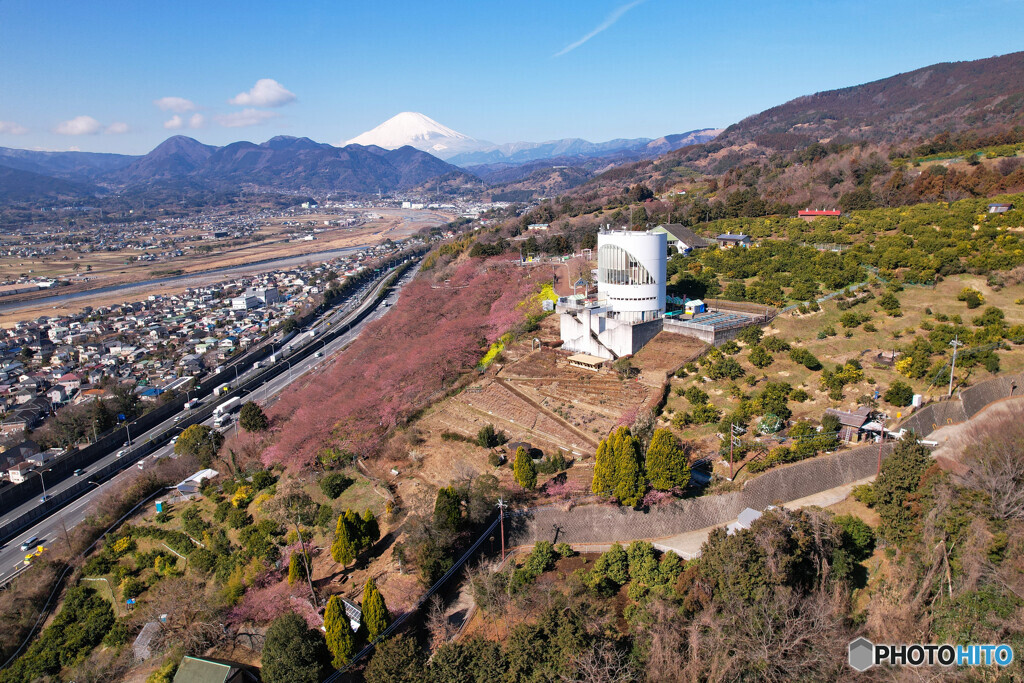 富士山 空撮　松田町・河津桜 2023年2月16日 DJI AIR 2S JPG