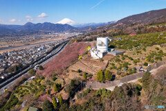 富士山 空撮　松田町・河津桜 2023年2月16日 DJI AIR 2S JPG