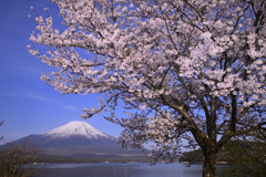 Mt. Fuji 山中湖・きららの桜_2024年4月20日D850-1993-