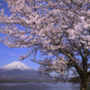 Mt. Fuji 山中湖・きららの桜_2024年4月20日D850-1993-