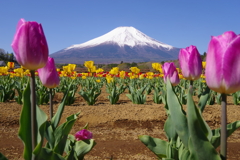 Mt. Fuji 山中湖 花の都公園 2025年4月30日K1-mⅡ-4383