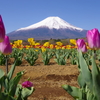 Mt. Fuji 山中湖 花の都公園 2025年4月30日K1-mⅡ-4383