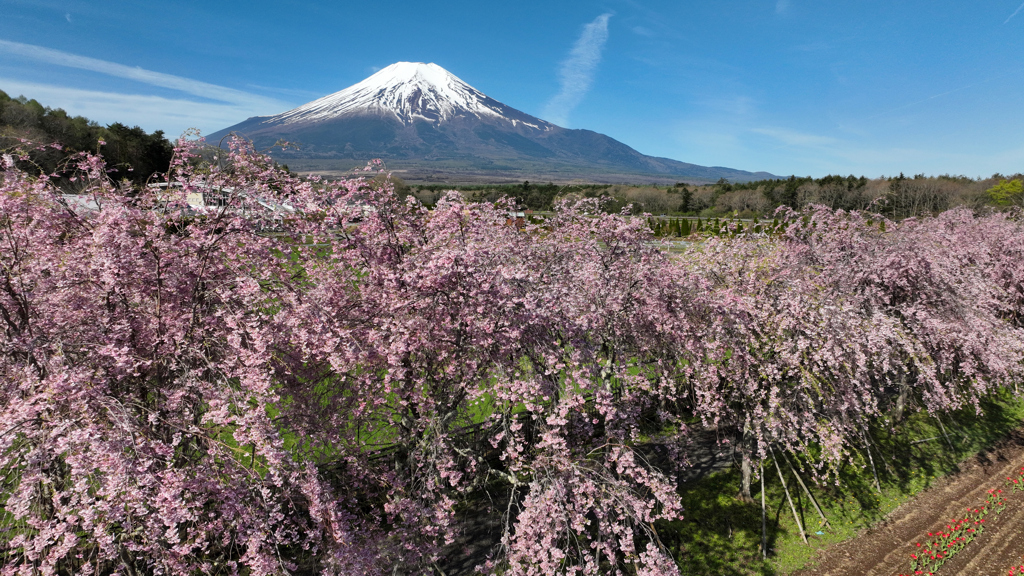 Mt. Fuji 花の都公園・枝垂桜 2024年4月26日MAVIC3_611n